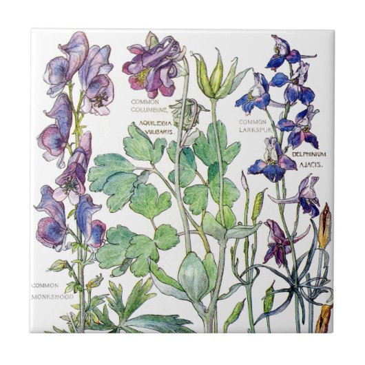 Botanische Columbine Wilde bloemen Tile Tegeltje (Voorkant)
