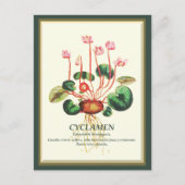  Botanische Cyclamen Tuin bloemkunst Briefkaart (Voorkant)