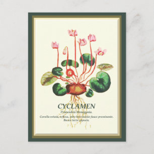 Botanische Cyclamen Tuinbloem Briefkaart