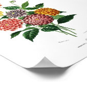 Botanische Dahlia Illustratie  wandkunst Poster (Hoek)