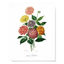 Botanische Dahlia Illustratie  wandkunst
