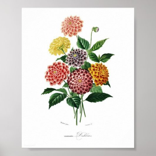 Botanische Dahlia Illustratie  wandkunst Poster (Voorkant)