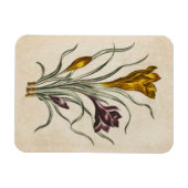 botanische draal Crocus Magnet Magneet (Horizontaal)