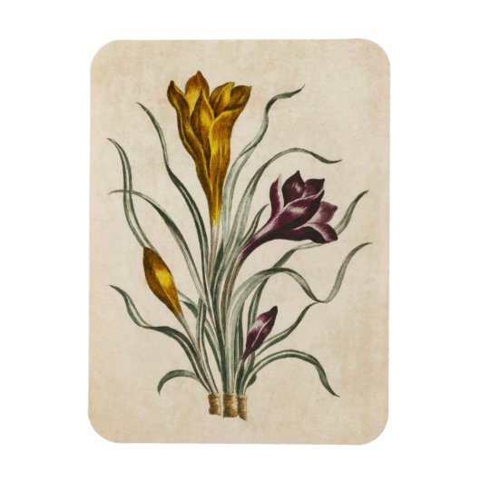 botanische draal Crocus Magnet Magneet (Verticaal)