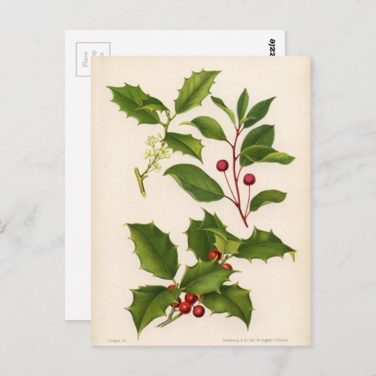 Botanische Druk - Berg & Amerikaanse Hulst Briefkaart (Voorkant / Achterkant)