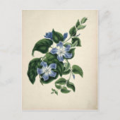 botanische druk briefkaart (Voorkant)