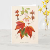 Botanische Druk - Rode Esdoorn (acer rubrum) Kaart (Gele Bloem)