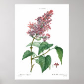  botanische druk van een gemeenschappelijk lila Po Poster (Voorkant)