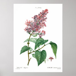 botanische druk van een gemeenschappelijk lila Po Poster