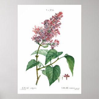  botanische druk van een gemeenschappelijk lila Po Poster