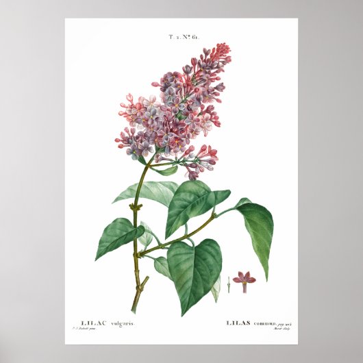  botanische druk van een gemeenschappelijk lila Po Poster (Voorkant)