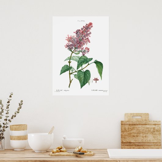  botanische druk van een gemeenschappelijk lila Po Poster (Keuken)