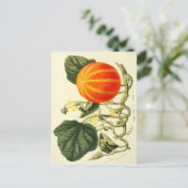  botanische druk van pompoen. briefkaart (Staand voorkant)