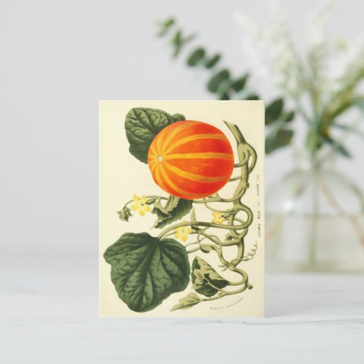  botanische druk van pompoen. briefkaart (Staand voorkant)