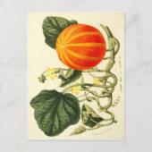  botanische druk van pompoen. briefkaart (Voorkant)