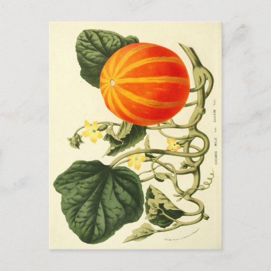 botanische druk van pompoen. briefkaart (Voorkant)