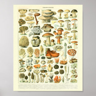 Botanische drukpaddenstoelen WetenschapsPoster Poster