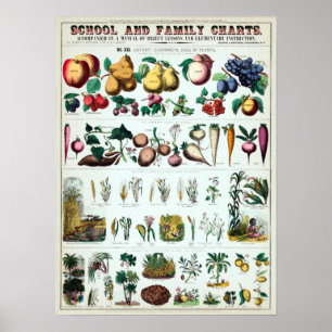 botanische educatieve kaart poster