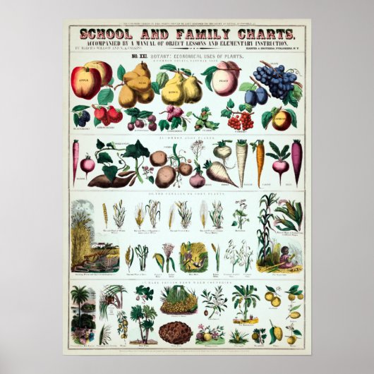  botanische educatieve kaart poster (Voorkant)