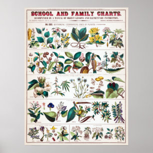botanische educatieve kaart poster