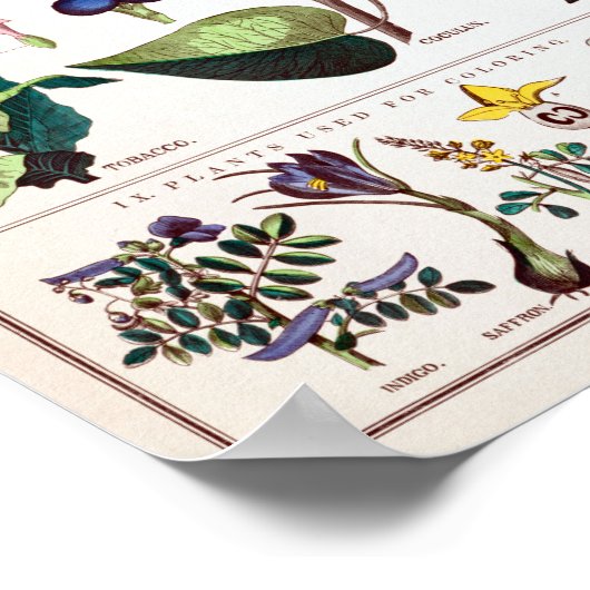  botanische educatieve kaart poster (Hoek)