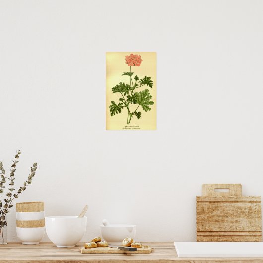  Botanische Eikenblad Geranium Illustratie Poster (Keuken)