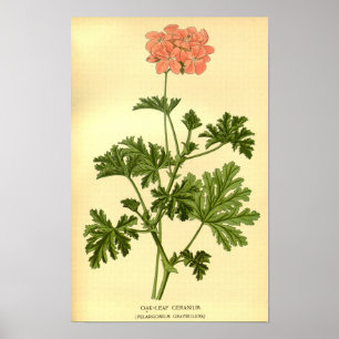  Botanische Eikenblad Geranium Illustratie Poster