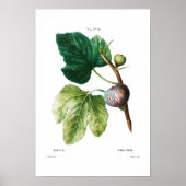 BOTANISCHE "FIGS" REDOUTÉ POSTER (Voorkant)