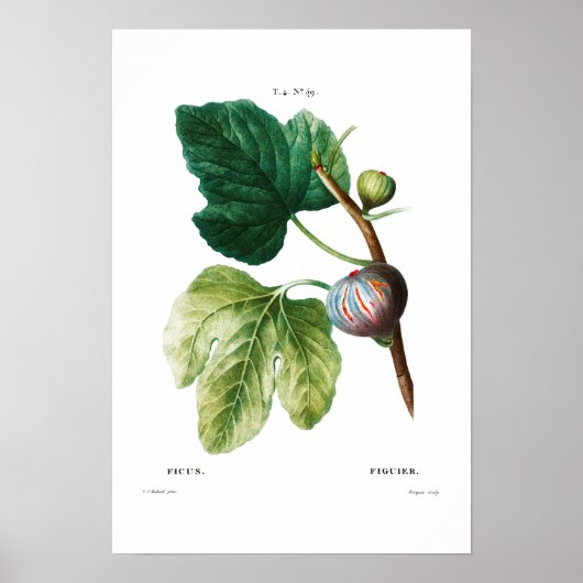 BOTANISCHE "FIGS" REDOUTÉ POSTER (Voorkant)