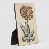  botanische flora Auricula Fotoplaat (Zijkant)