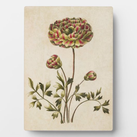 botanische flora Ranunculus Fotoplaat (voorkant)