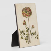 botanische flora Ranunculus Fotoplaat (Zijkant)