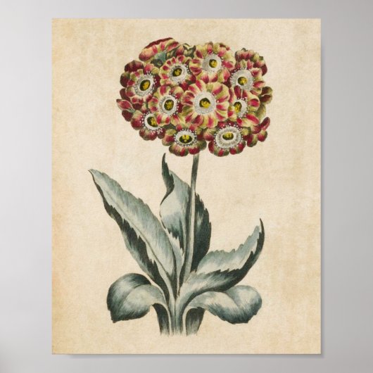  botanische Floral Auricula Print (Voorkant)