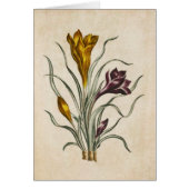  botanische Floral Crocus Illustratie (Voorkant)