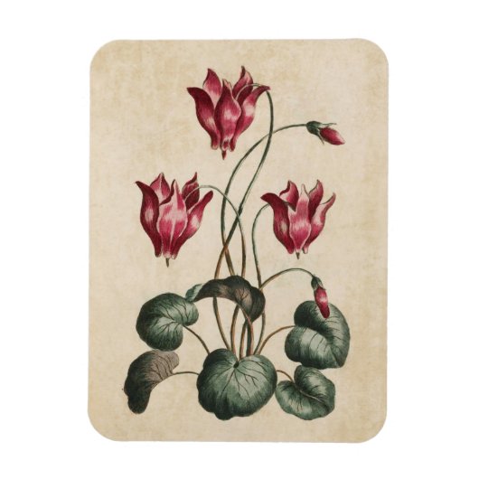  botanische Floral Cyclamen Magnet Magneet (Verticaal)