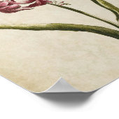 botanische Floral Guernsey Lily Print (Hoek)