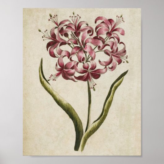 botanische Floral Guernsey Lily Print (Voorkant)