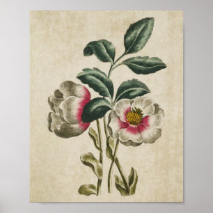 botanische Floral Hellebore Print