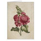  Botanische Floral Hollyhock Illustratie (Voorkant)