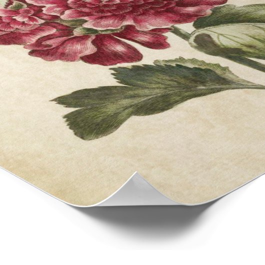  Botanische Floral Hollyhock Print (Hoek)