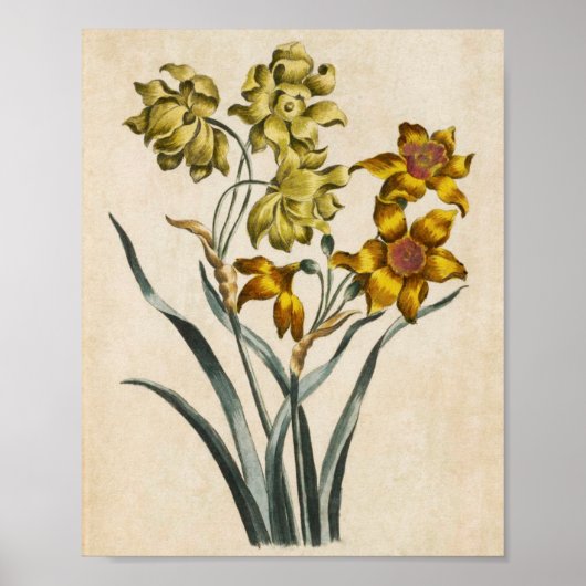  botanische Floral Jonquil Print (Voorkant)