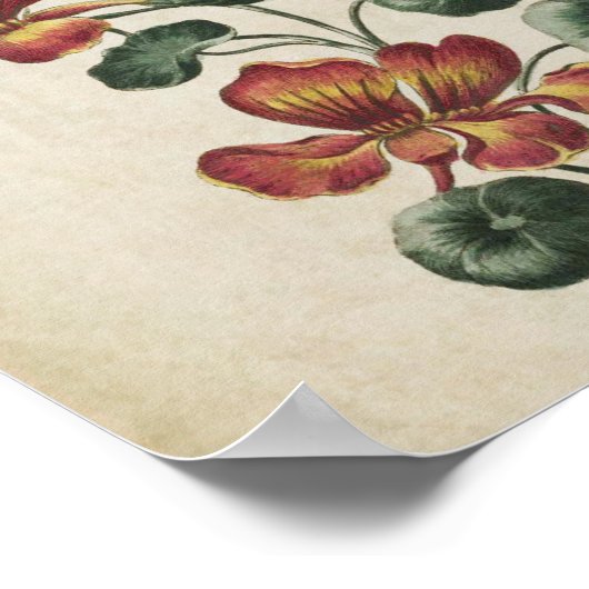  botanische Floral Nasturtium Afdrukken Poster (Hoek)