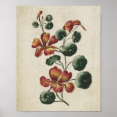  botanische Floral Nasturtium Afdrukken Poster (Voorkant)