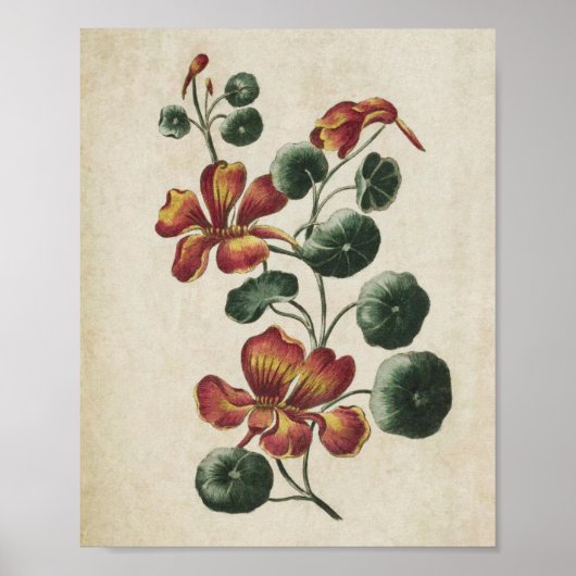 botanische Floral Nasturtium Afdrukken Poster (Voorkant)