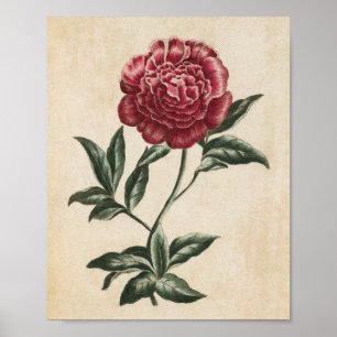 botanische Floral Peony Print