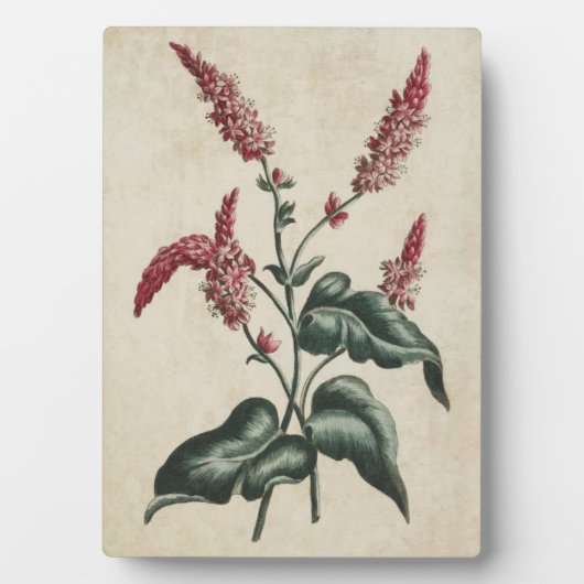  botanische Floral Persicaria Fotoplaat (voorkant)