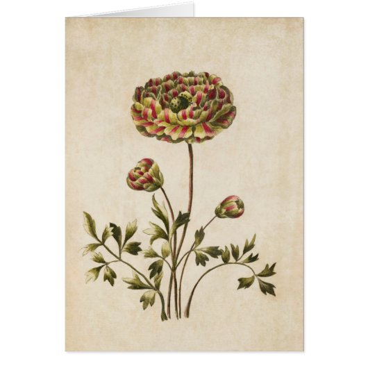  botanische Floral Ranunculus Illustratie (Voorkant)