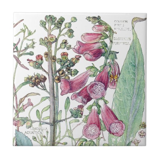Botanische Foxglove Wildflower Flowers Tile Tegeltje (Voorkant)