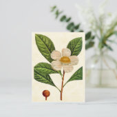  Botanische Franklinia-boom Illustratie Briefkaart (Staand voorkant)