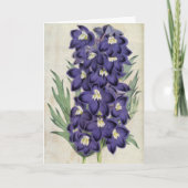  botanische Fraser's bijen Larkspur Kaart (Voorkant)